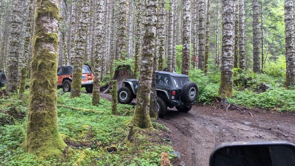 tight forest.webp