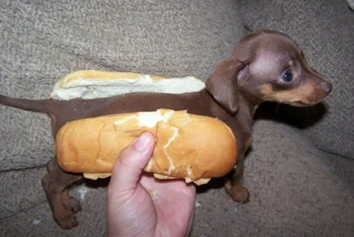 tiny weiner dog.jpg
