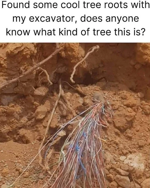 Tree Roots.webp