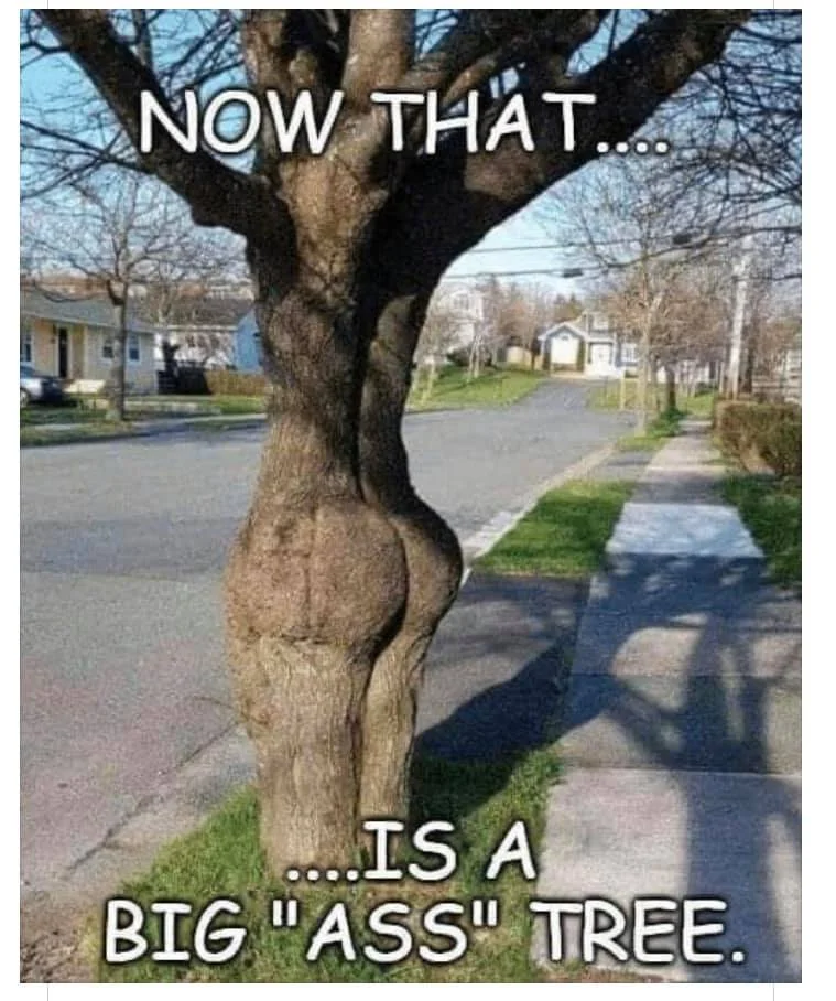 tree.webp