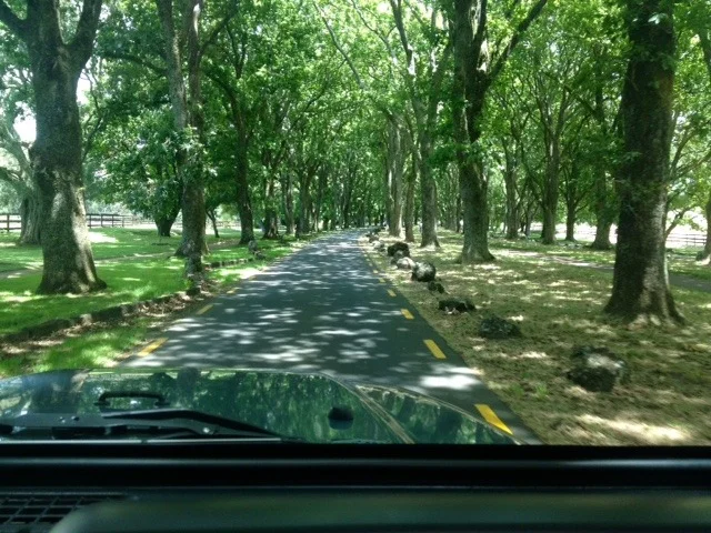 trees.webp