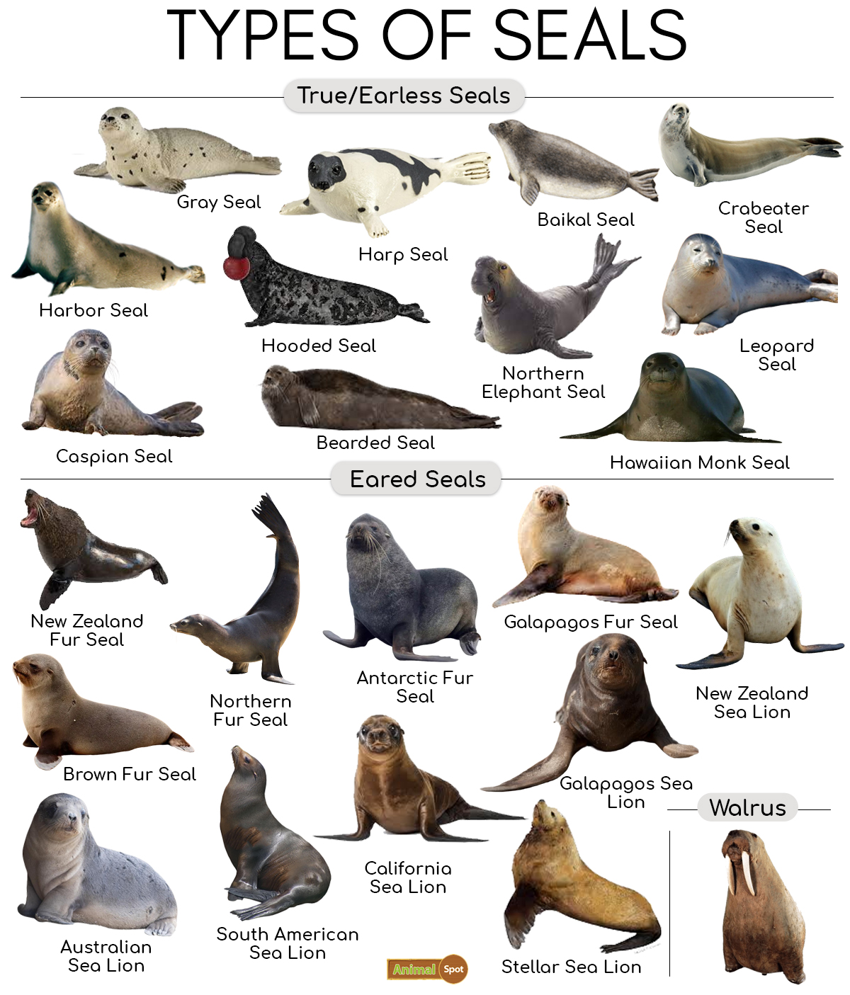 Types-of-Seals.jpg