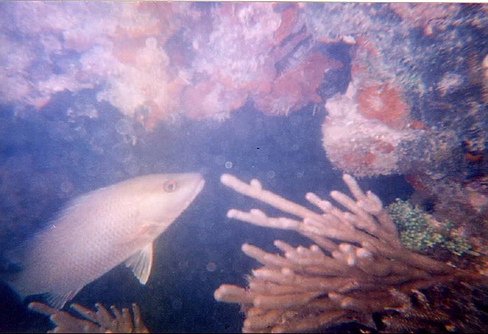 unknownfish2.jpg