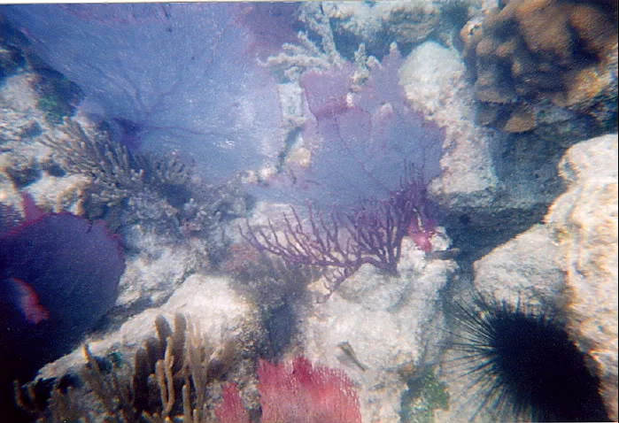 urchin (1).jpg