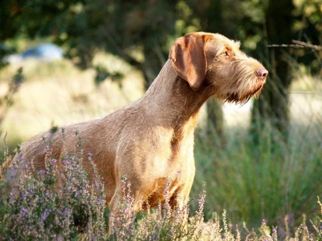 vizsla-draadhaar-3.webp