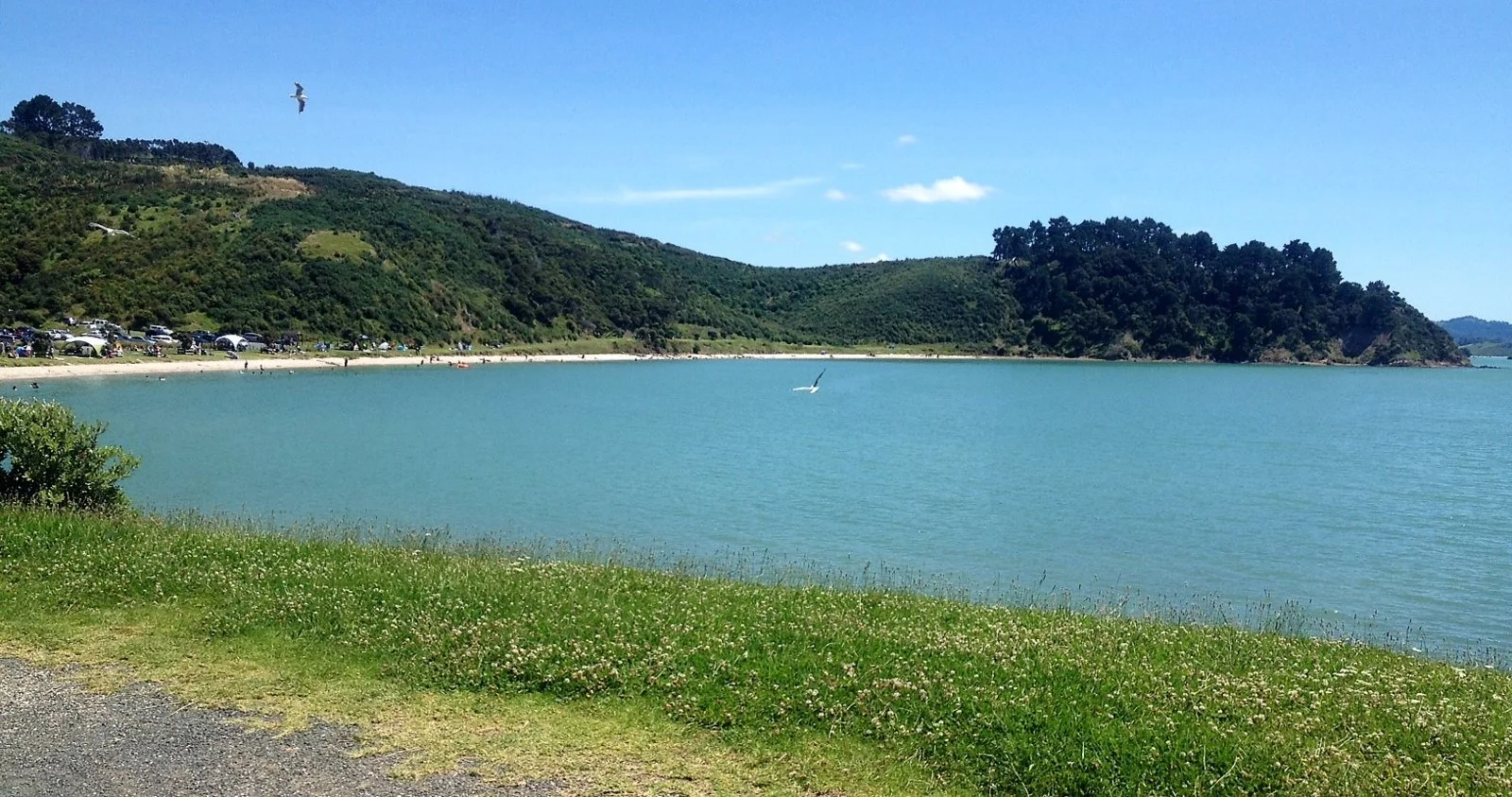 waitawa bay 5.webp