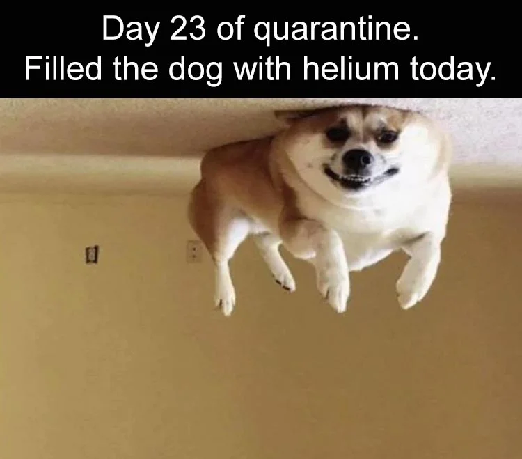 when-filling-the-dog-meme.webp