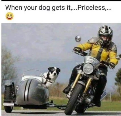 When your Dog gets it - t.webp