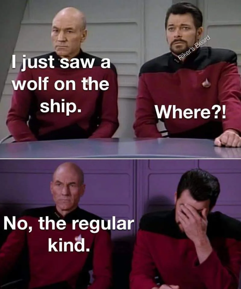 wolf.webp