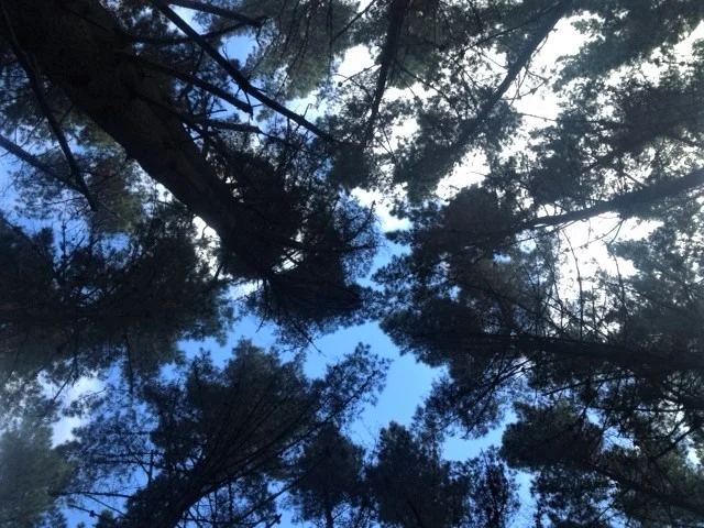 woodhill1.webp