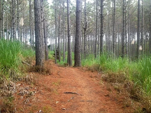 woodhill2.webp