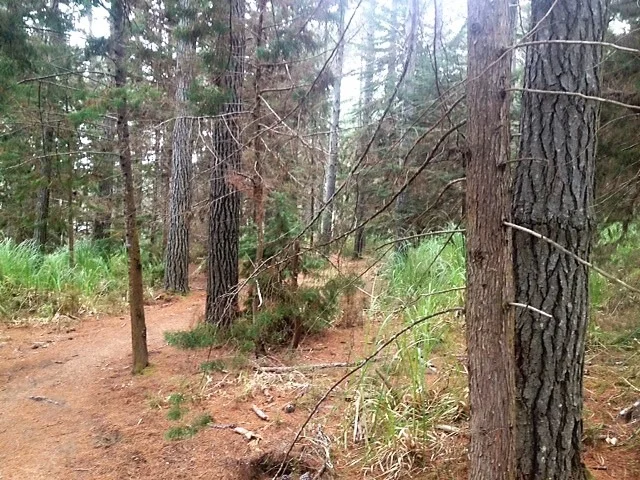woodhill5.webp