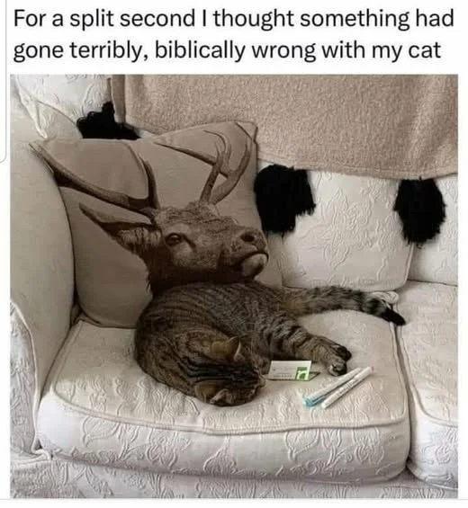 Wrong Cat.webp