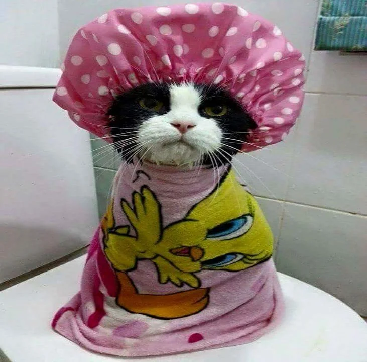 WTF cat (2017_11_20 00_38_12 UTC).jpg