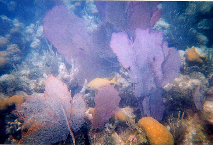 yellowfish1.jpg