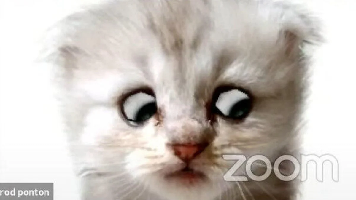 zoomcat.webp
