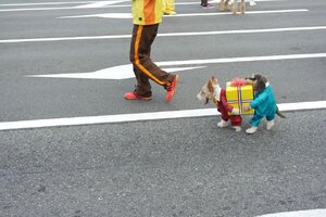 3g0g6-funny-dog-costumes.jpg