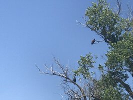 AF67D77D-F8F4-4DDE-9241-C543B7758676.jpeg AF67D77D-F8F4-4DDE-9241-C543B7758676.jpeg