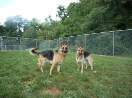 waggintails.webp