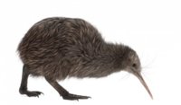 kiwi-bird.jpg