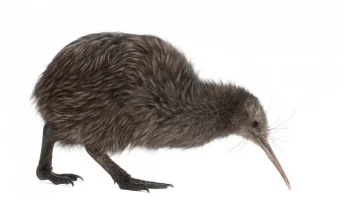 kiwi-bird.webp