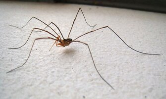 Harvestman-for-the-web1 (1).jpg