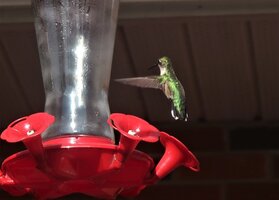 Bright green hummingbird 2.JPG
