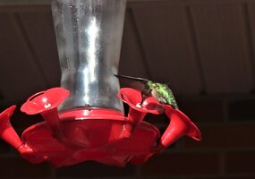 Bright green hummingbird 1.JPG