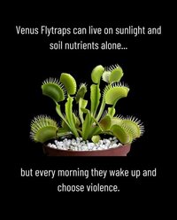 Venus Flytrap.jpg