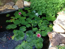IMG_0047.webp IMG_0047.webp