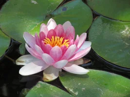 IMG_0009.webp IMG_0009.webp