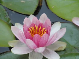 IMG_0011.webp IMG_0011.webp