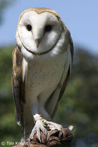 barn owl.jpg