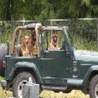 jeepflower17
