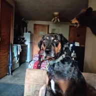 old Dog2
