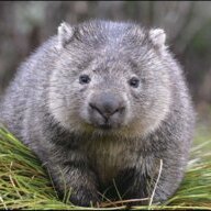 Wombat